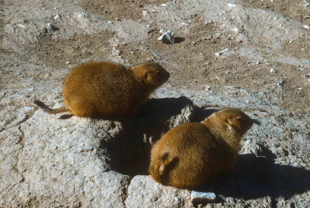 The Living Desert