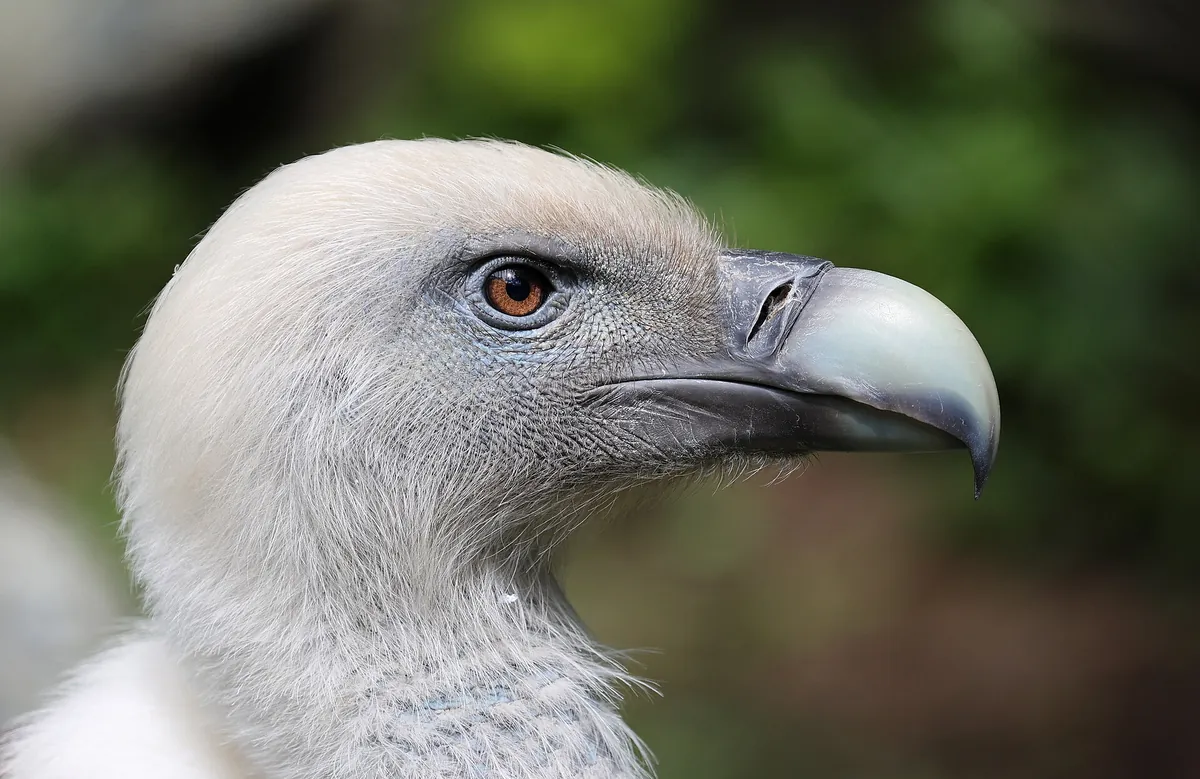 Domaine zoologique de Pescheray