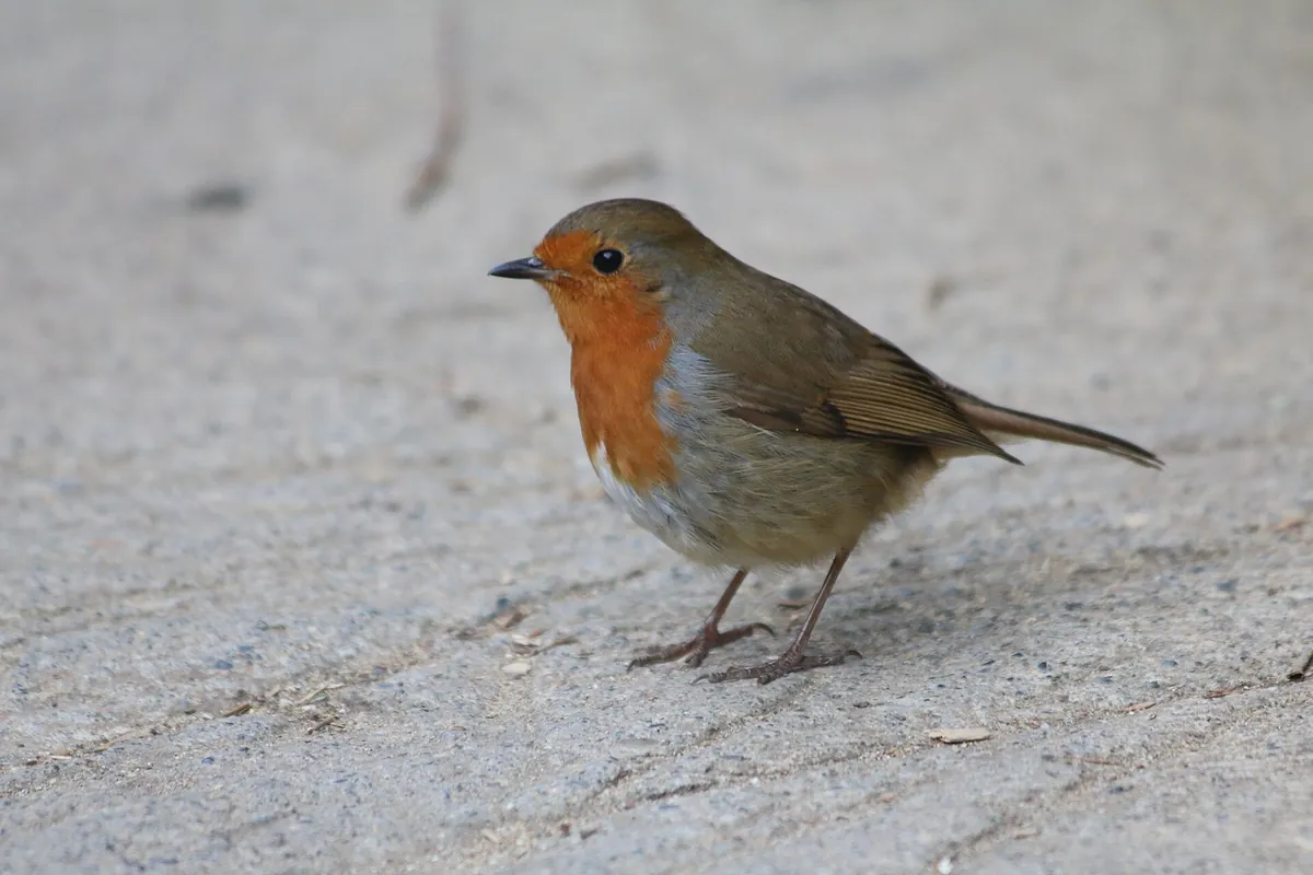 Dublin Zoo