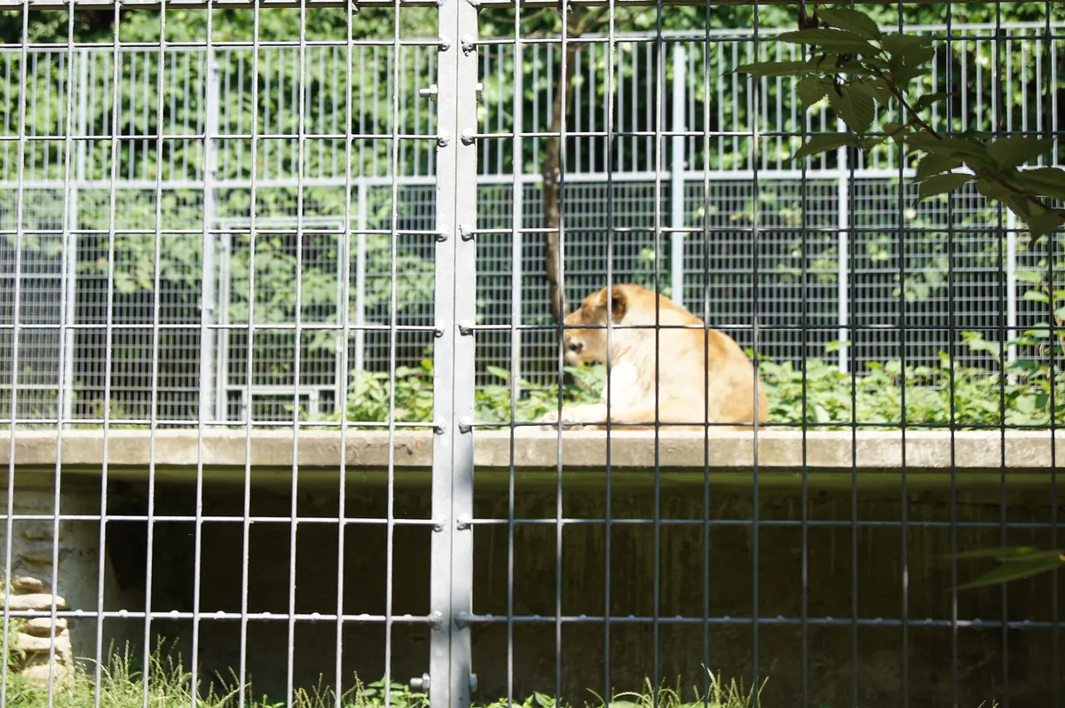 Zoo al Maglio