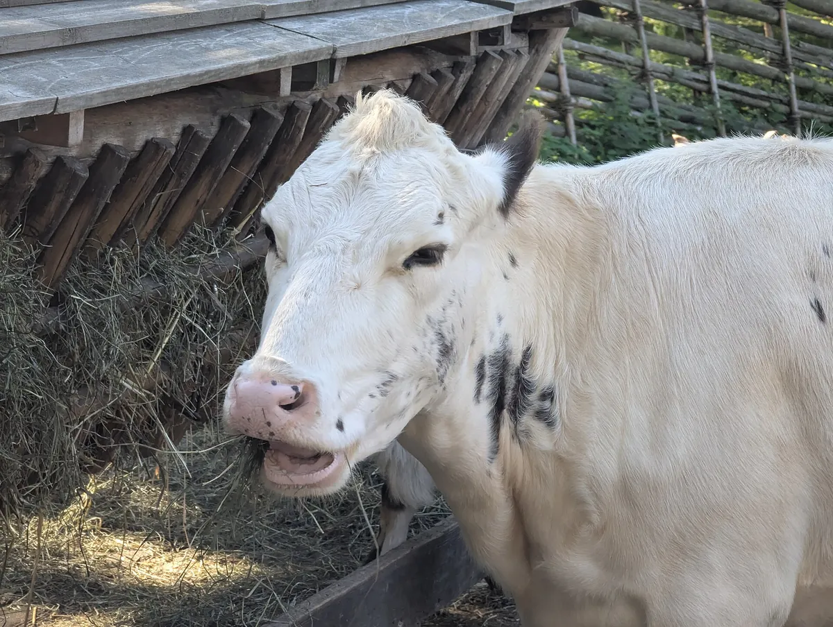 Skansen