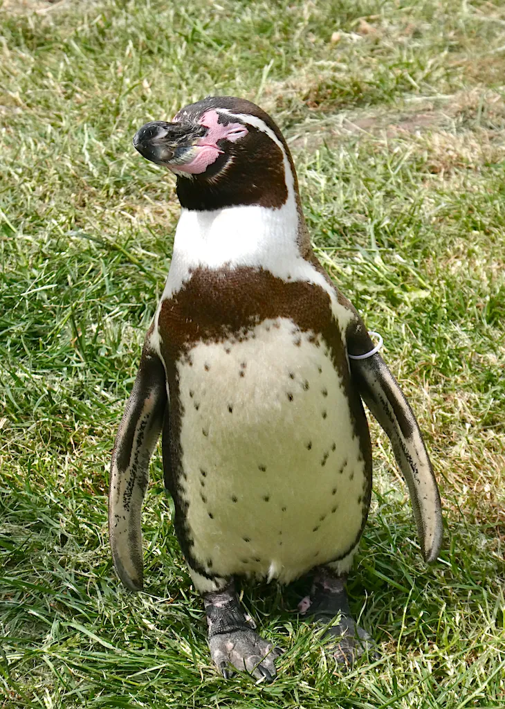 Sewerby Zoo