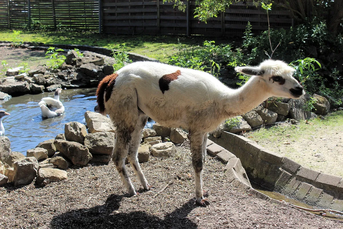 Tierpark Bad Kösen