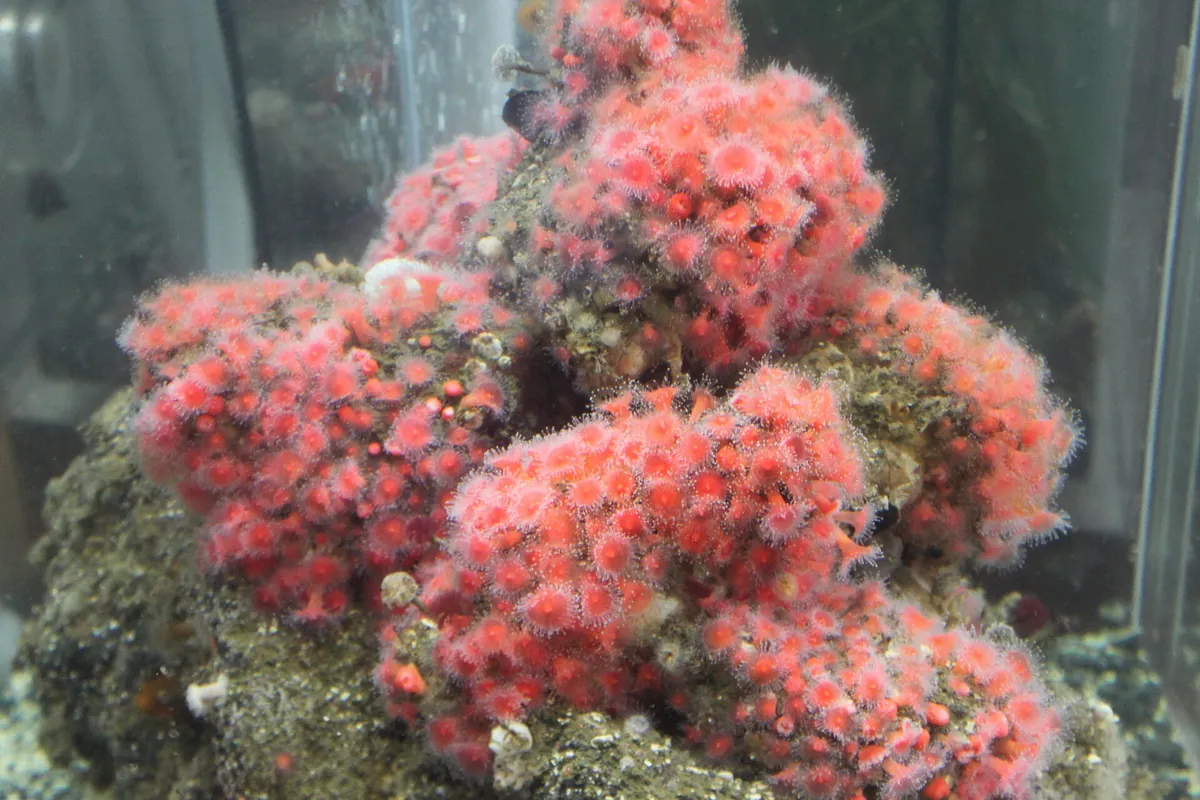 Ucluelet Aquarium