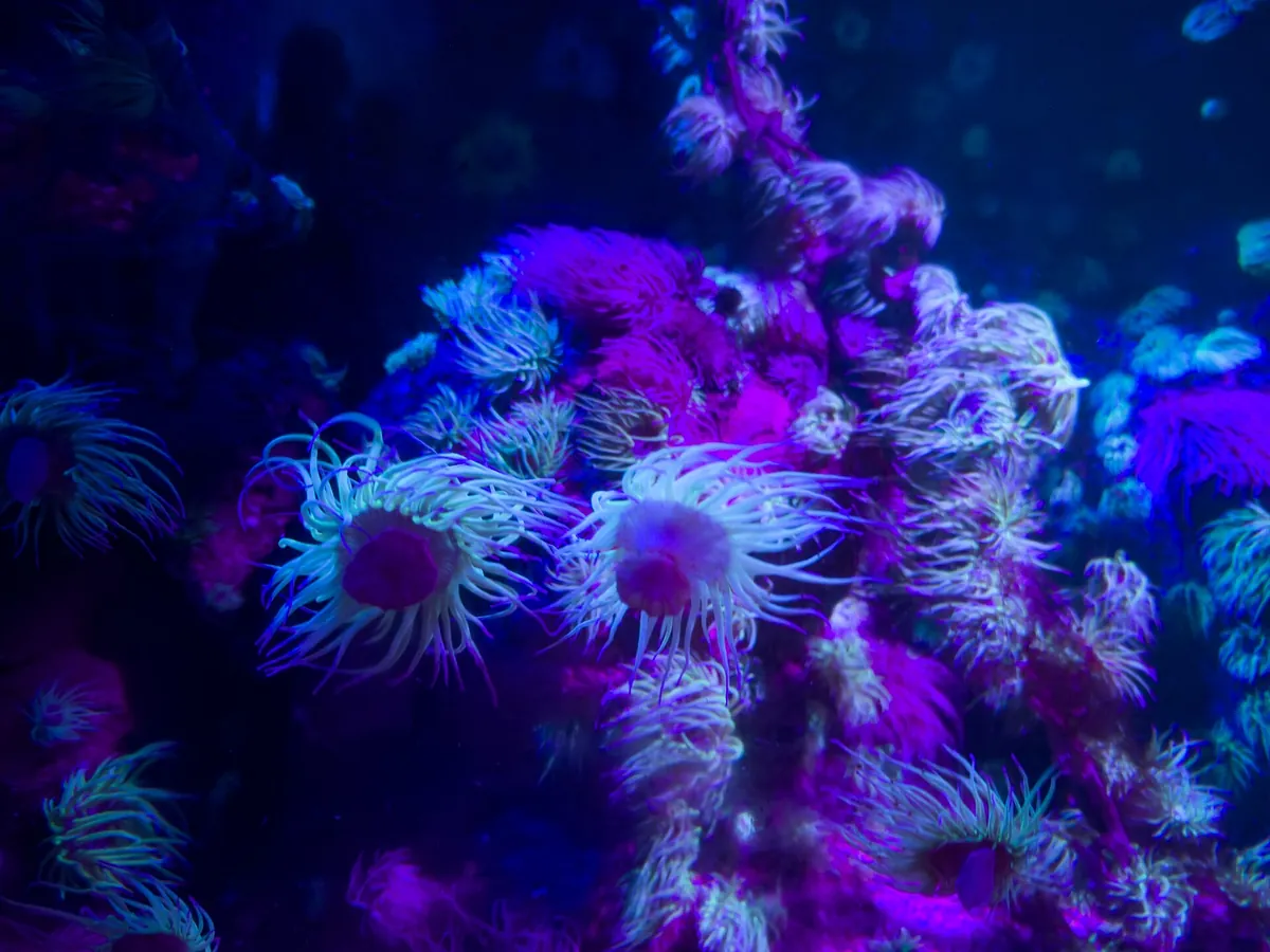 Sea Life London Aquarium