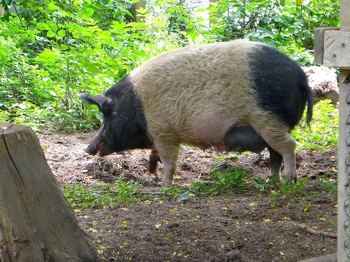 Wildpark Tannenbusch
