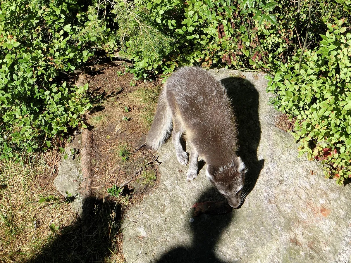 Järvzoo