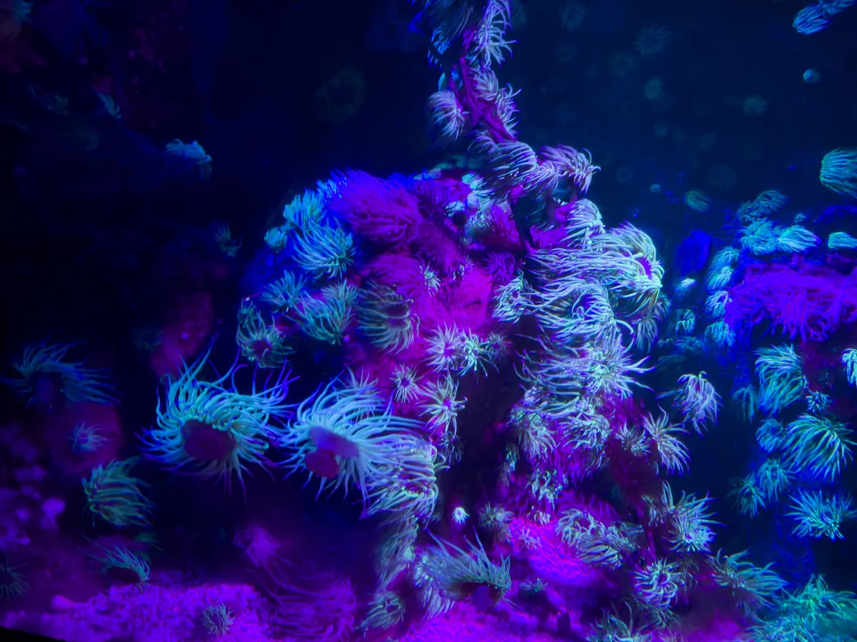 Sea Life London Aquarium