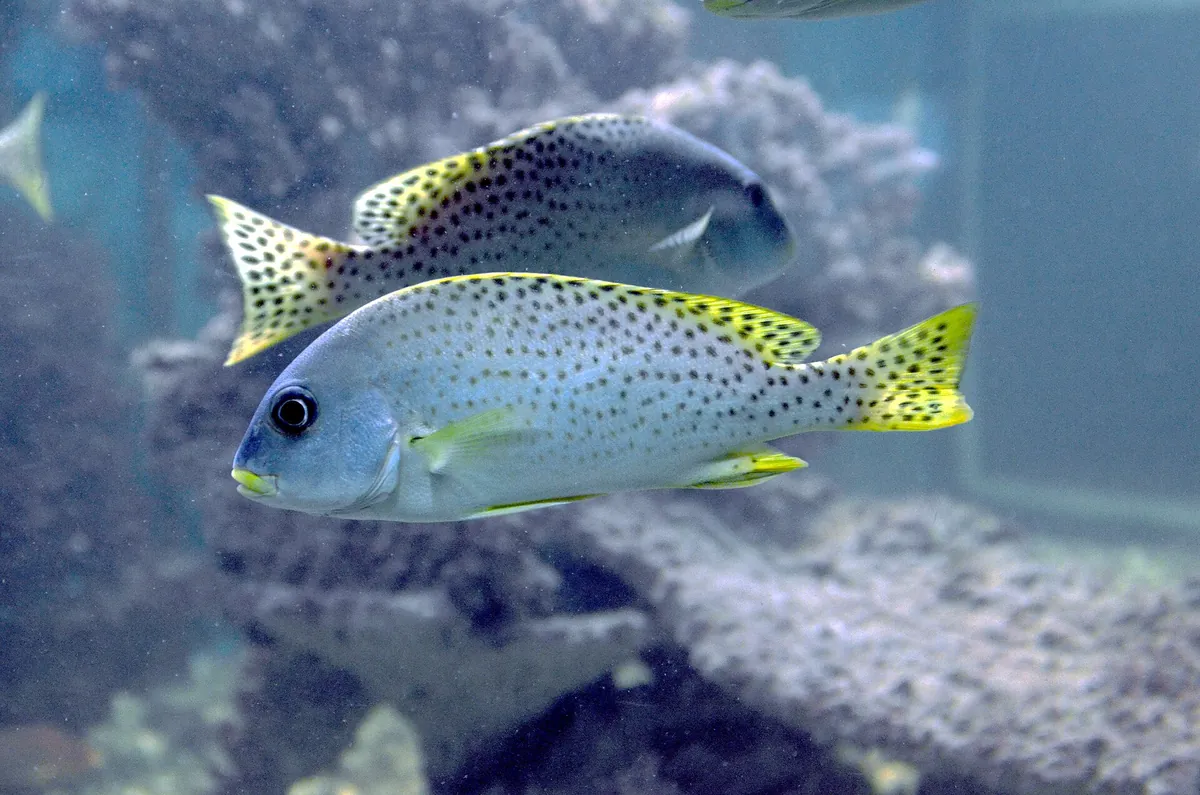 Red Sea Aquarium
