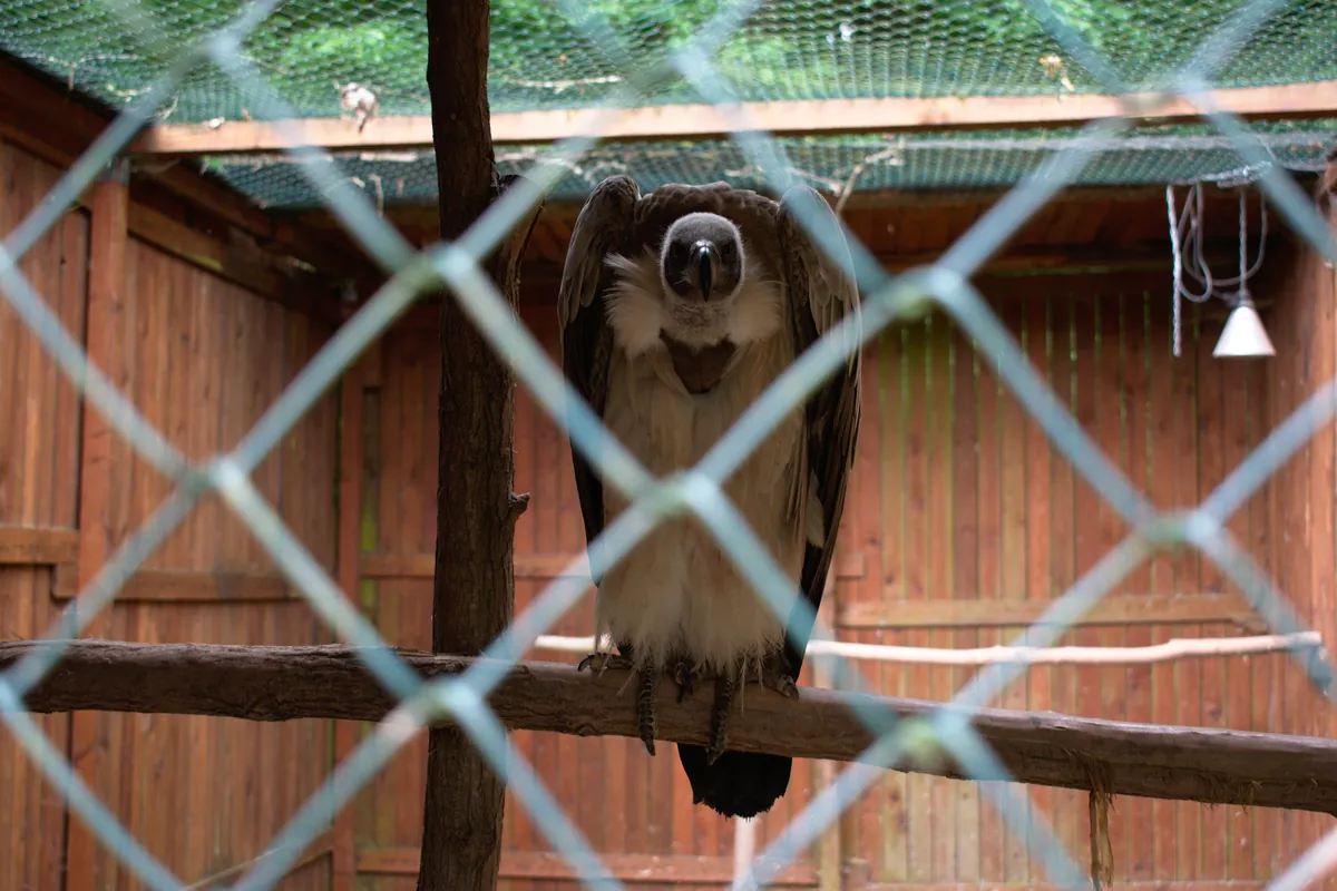 Greifvogelpark Saarburg