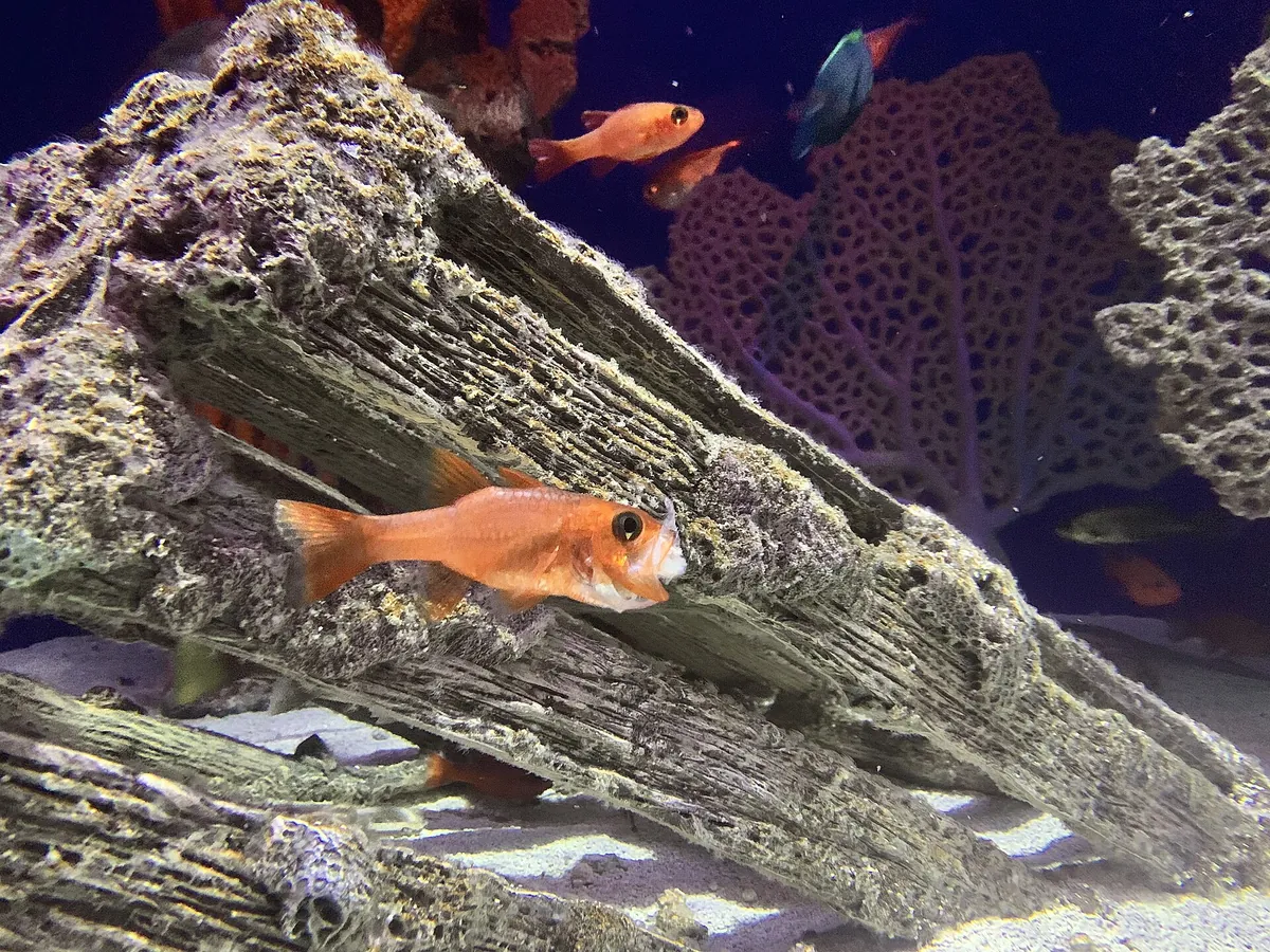SEA LIFE Orlando Aquarium