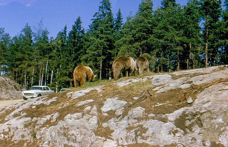 Kolmårdens Djurpark