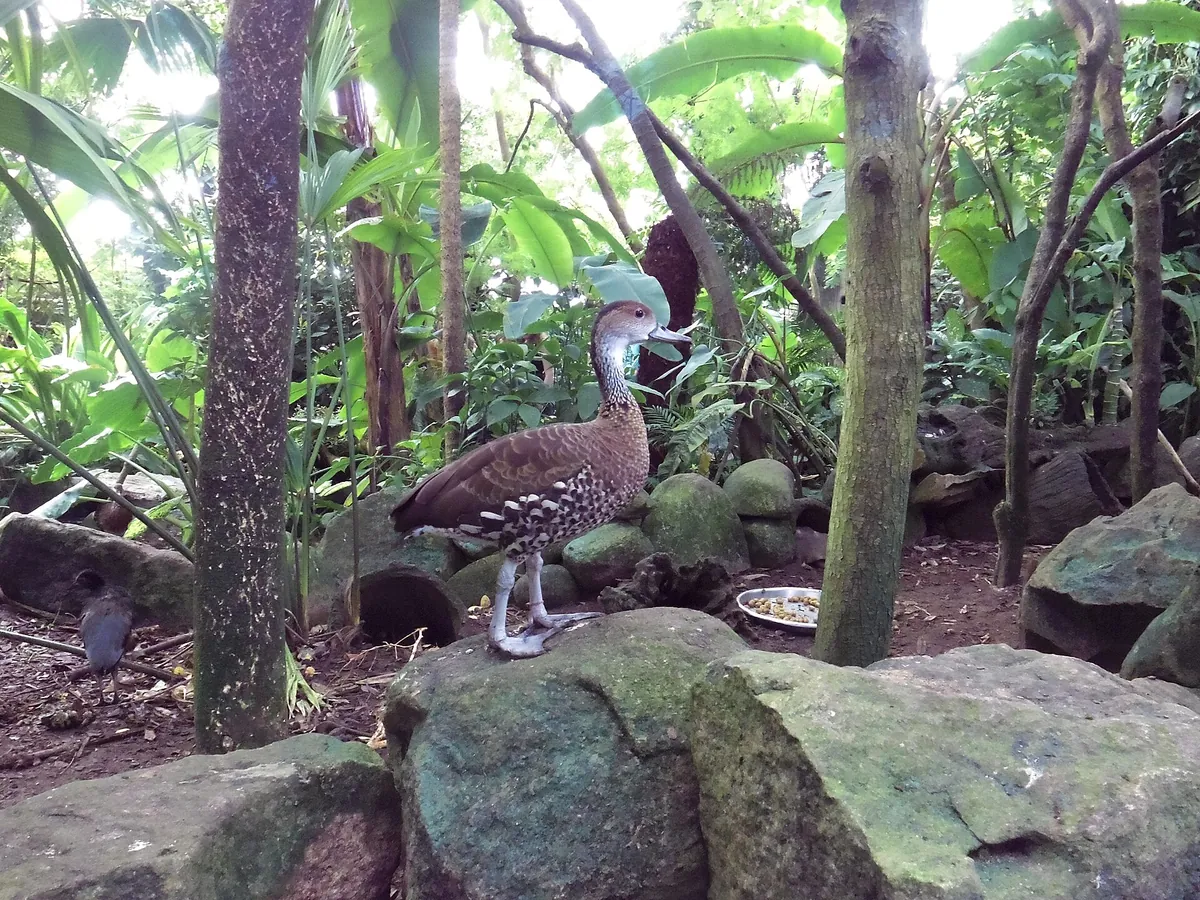 Randers Regnskov, Tropical Zoo