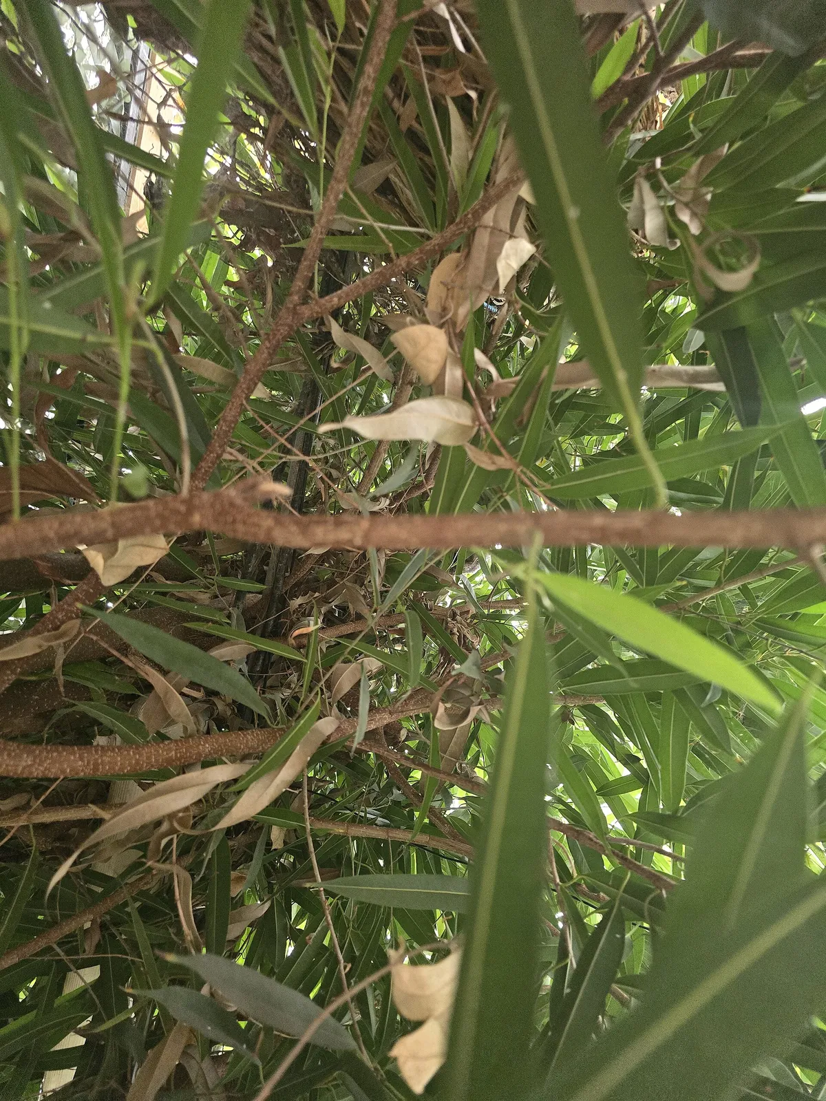 The Living Rainforest