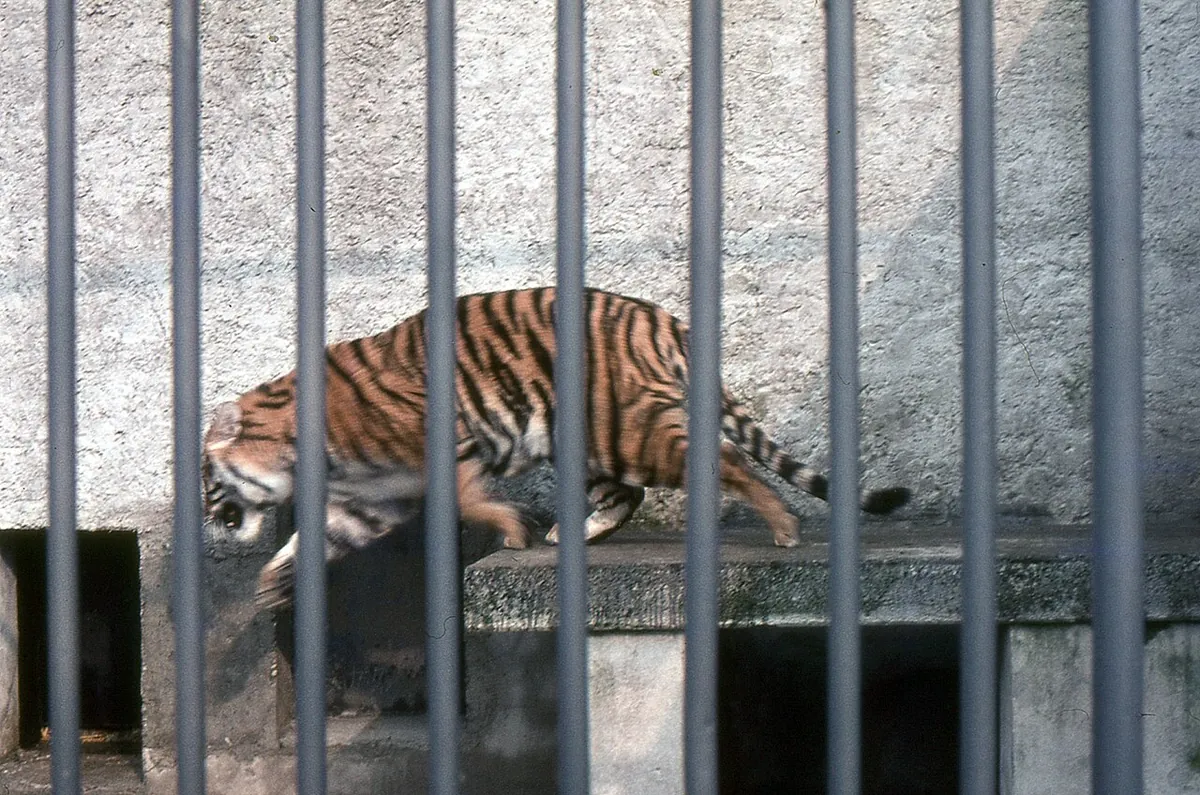 Walter Zoo