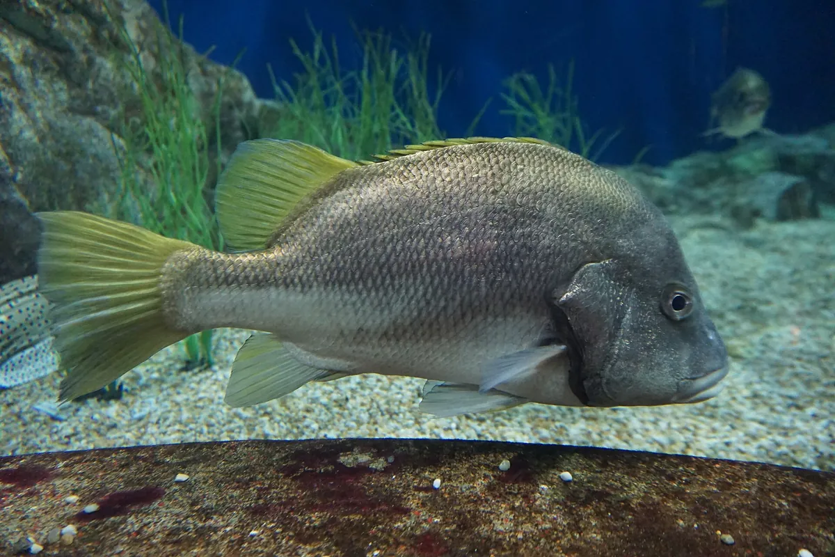 Hekinan Seaside Aquarium