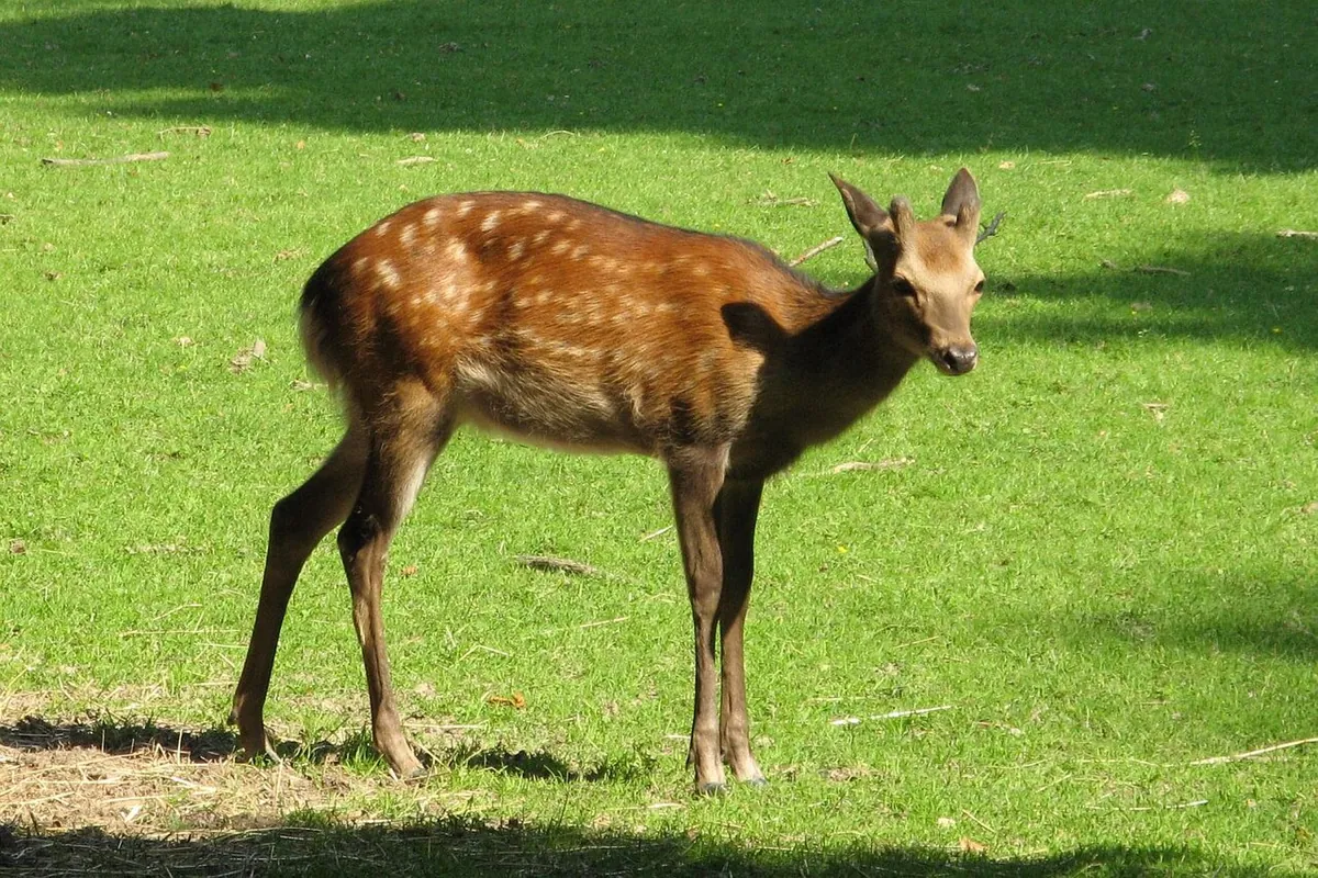 Wildpark Tiergarten Weilburg