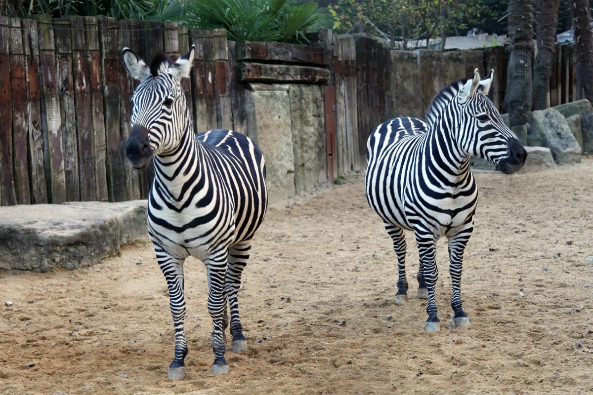 Asson Zoo