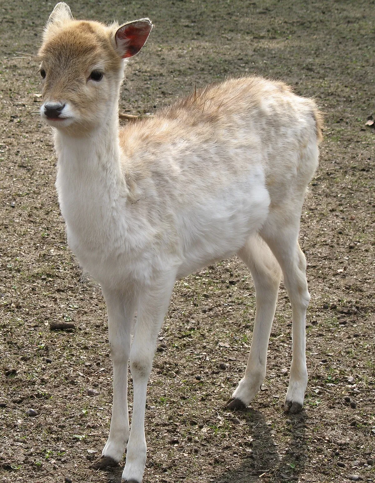 Wildpark Tannenbusch