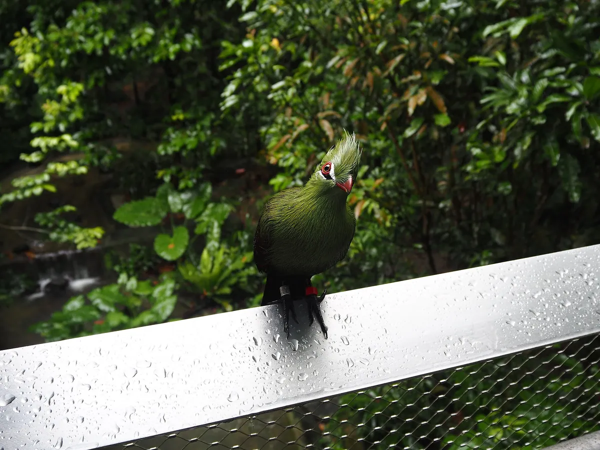 Bird Paradise