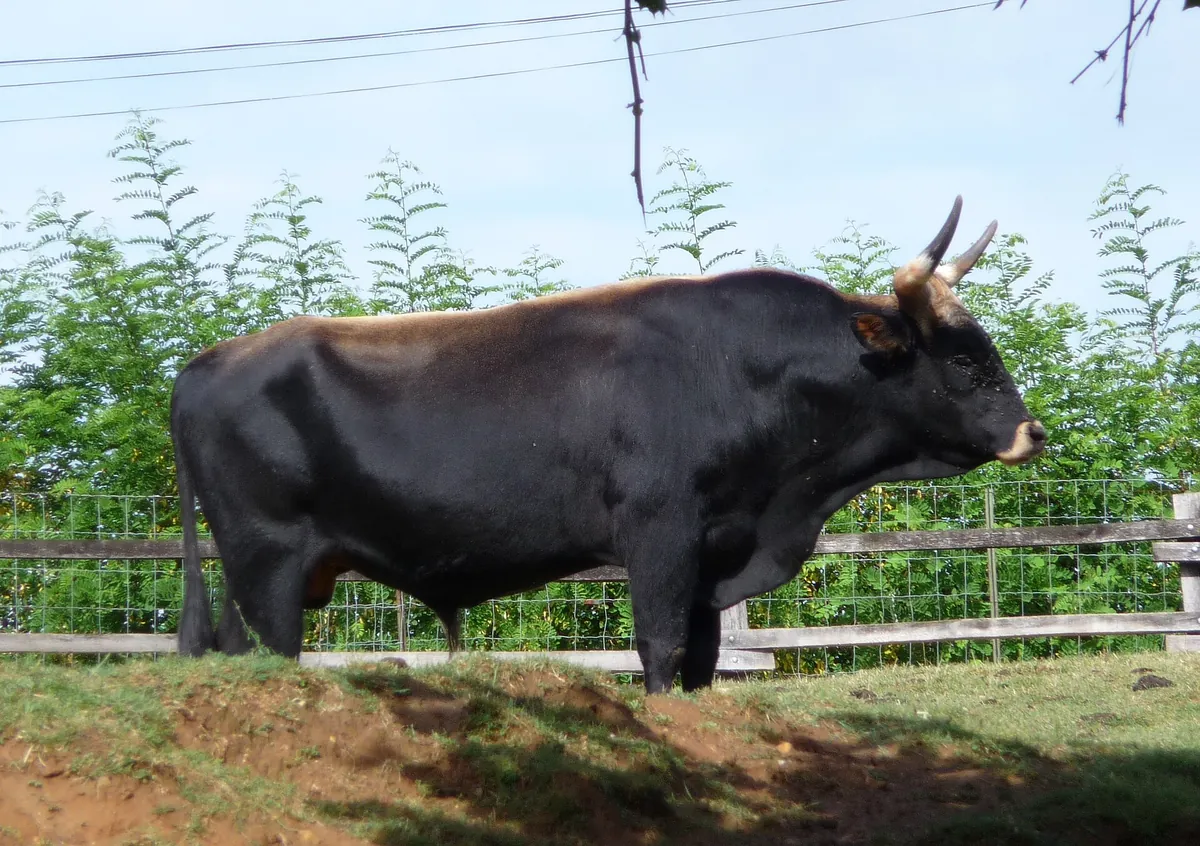 Parc animalier de Gramat