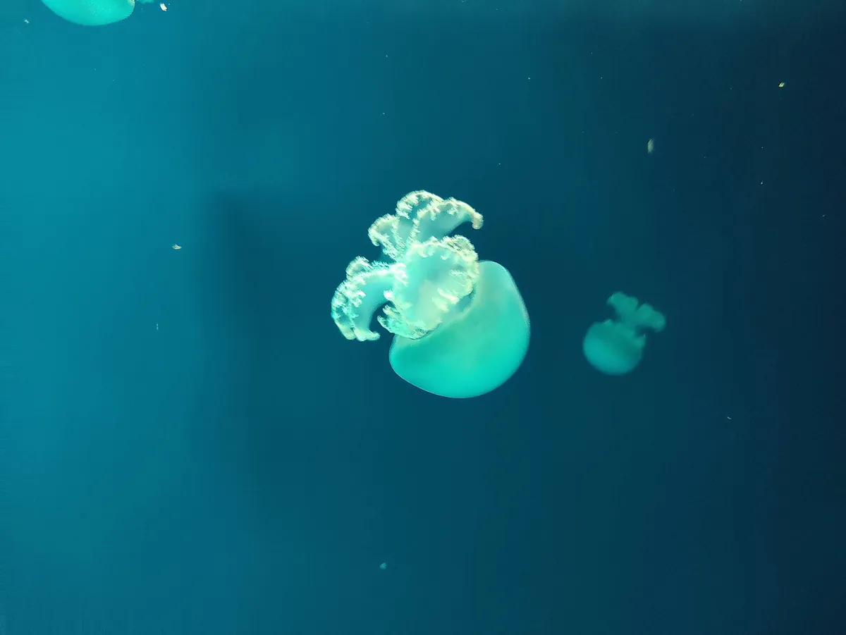 Israel aquarium