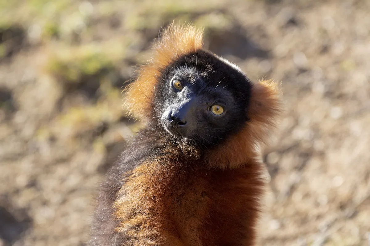 Parc animalier d'Auvergne