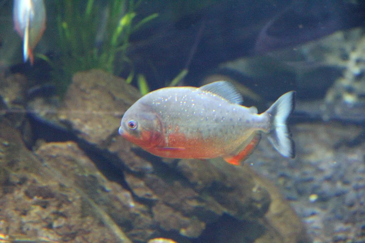Cala Gonone aquarium