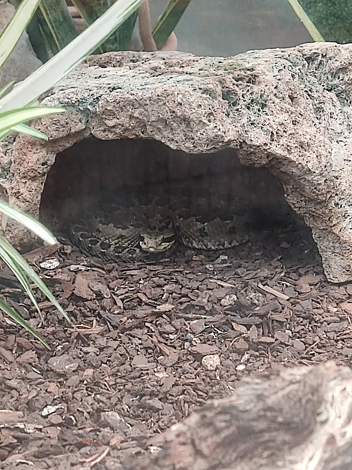 Zoológico Benito Juárez