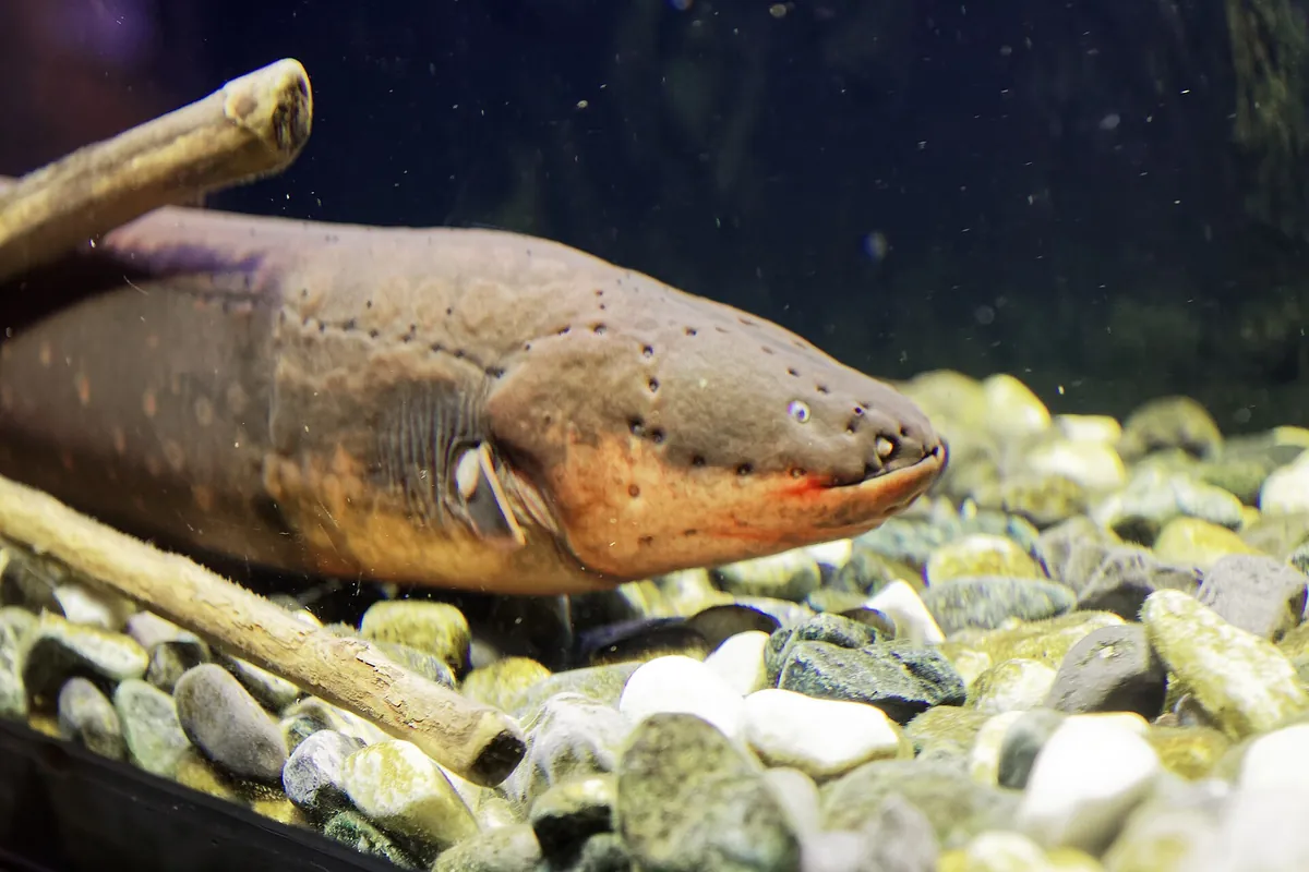 Aquarium du Périgord noir