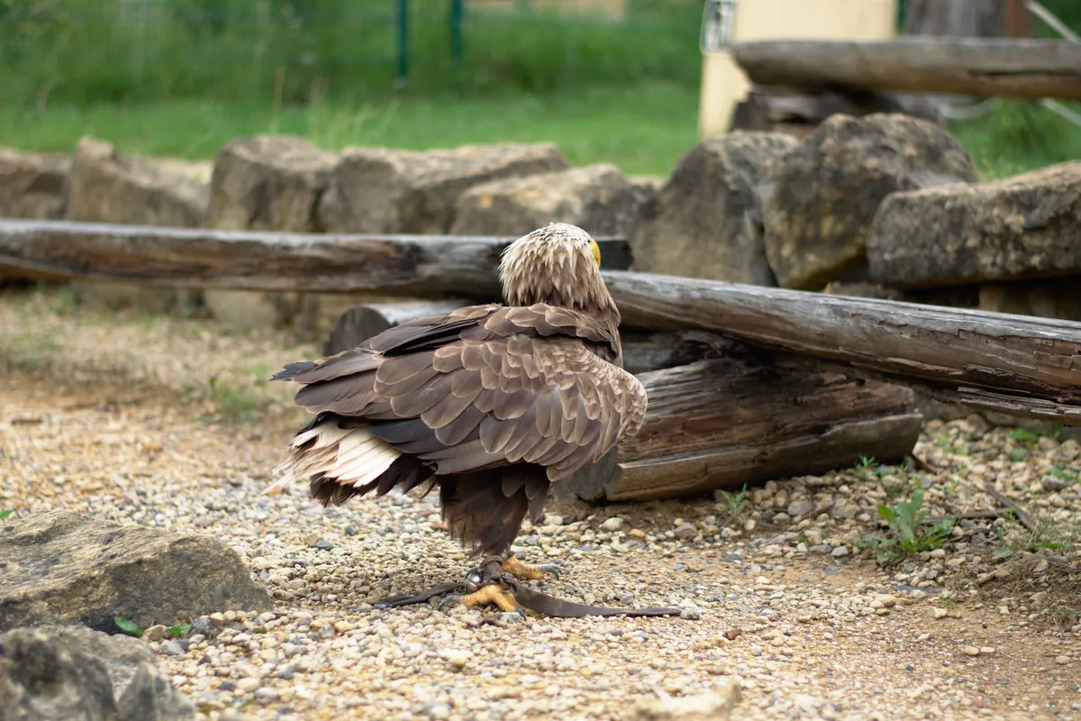 Zoofalknerei Neunkirchen