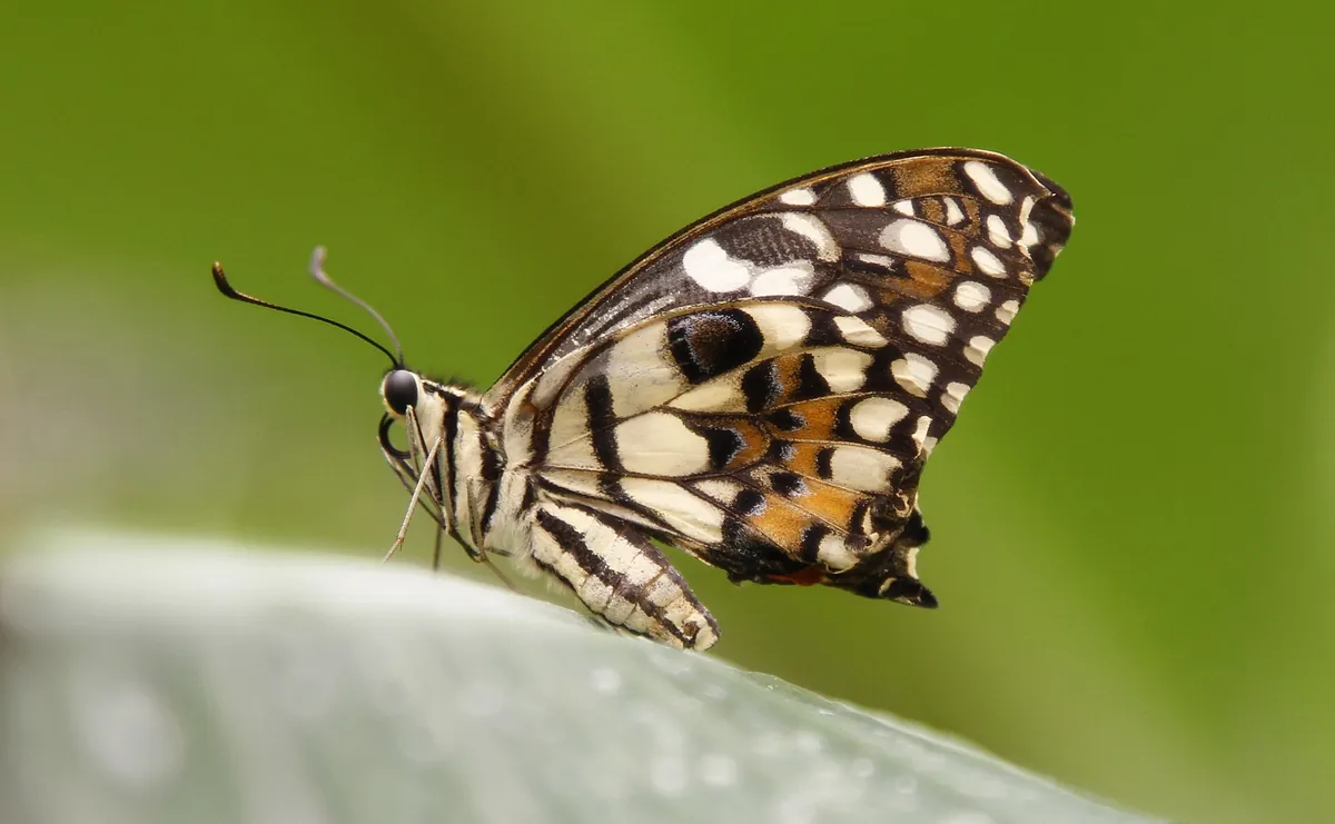 Butterfly Creek