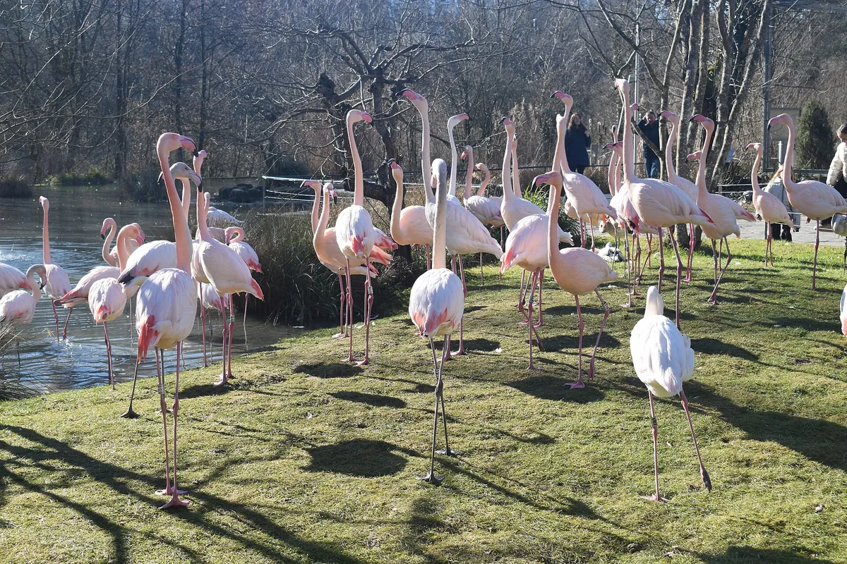 Tierpark Dählhölzli