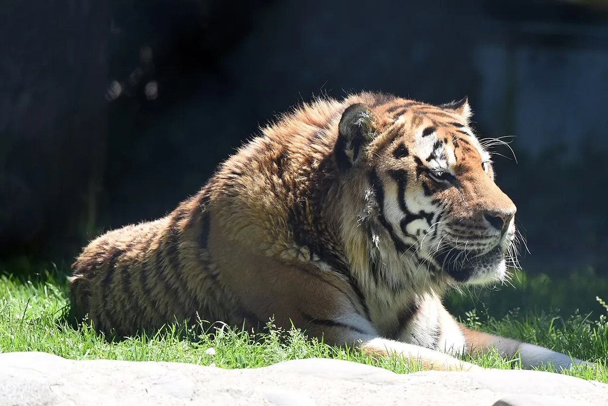Zoo de Servion