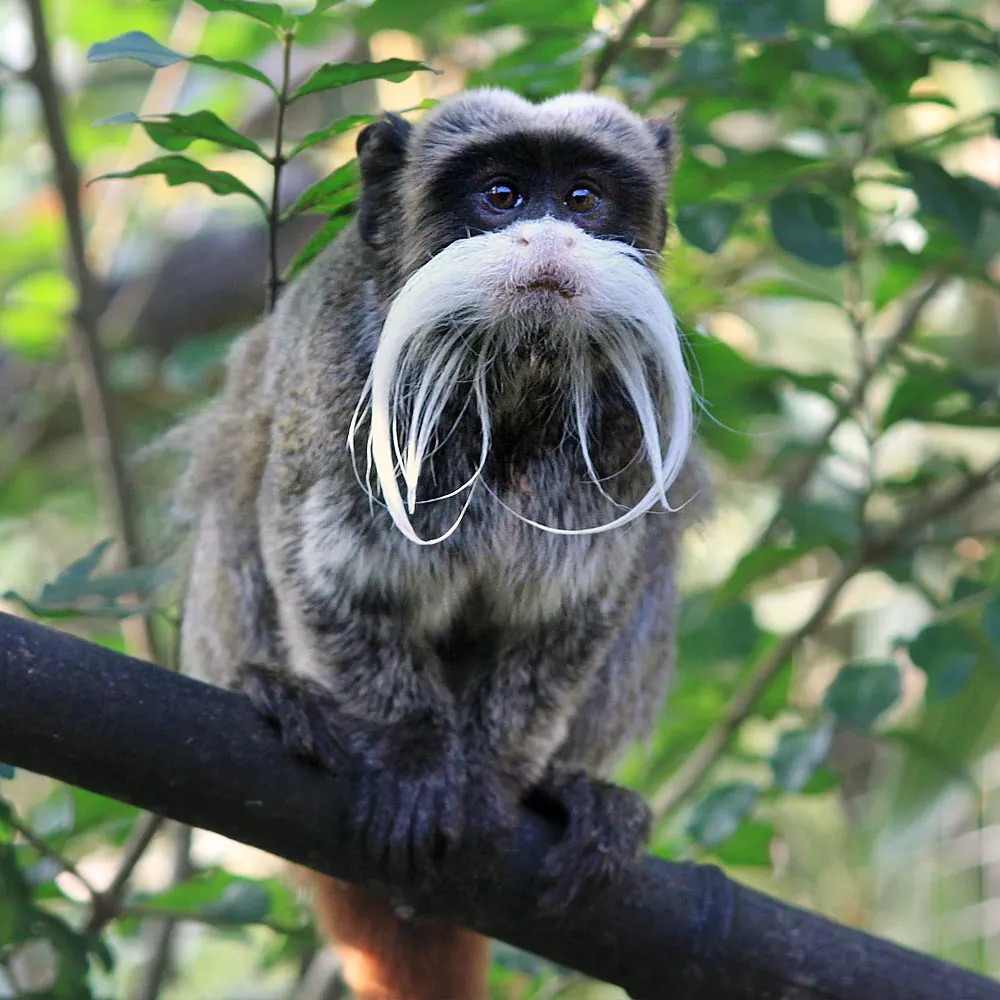 Asson Zoo