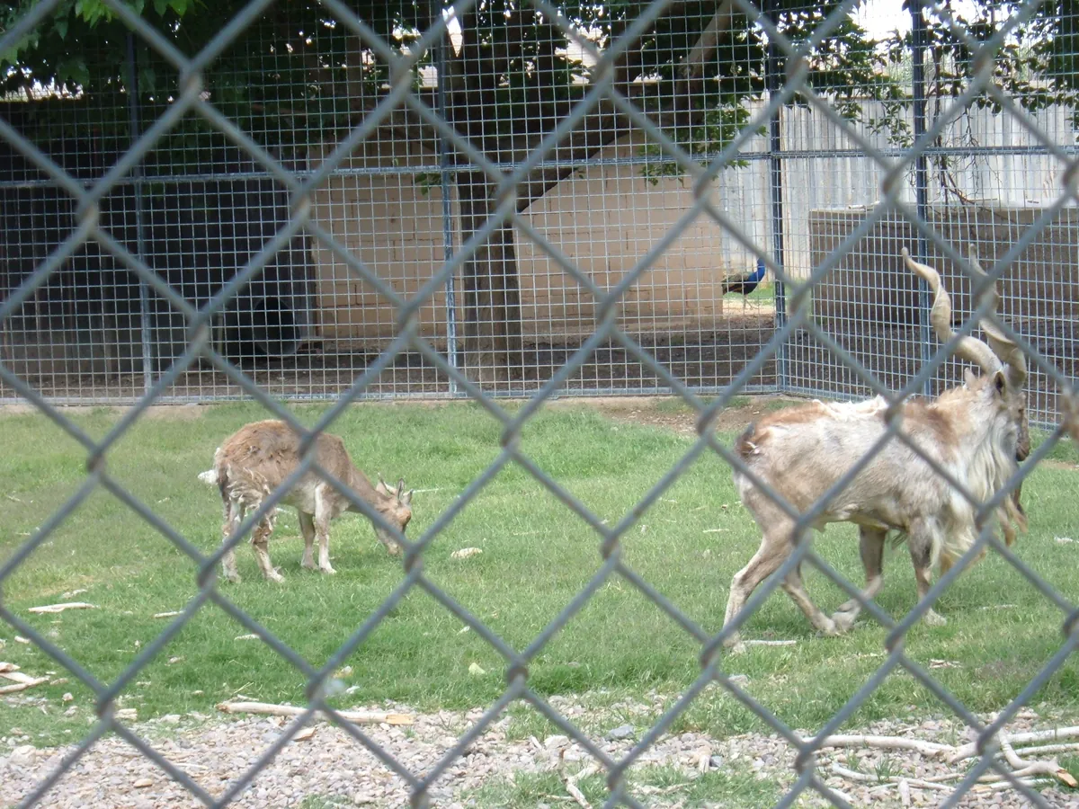 Alameda Park Zoo