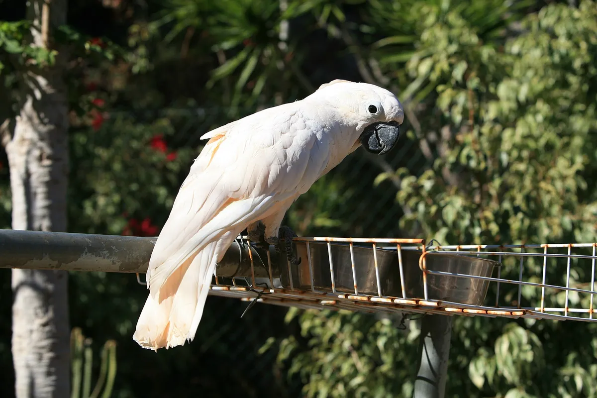 Monkey Park