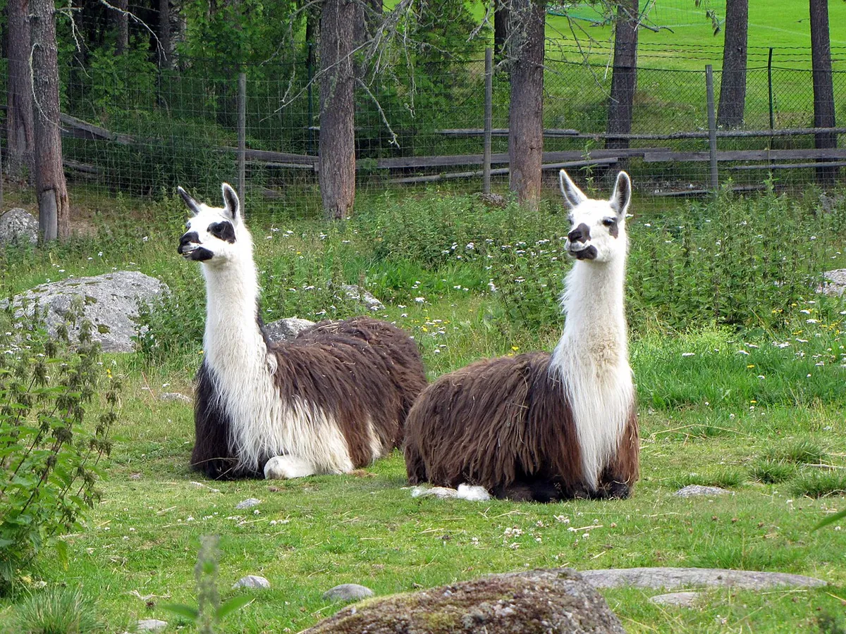Junsele Zoo