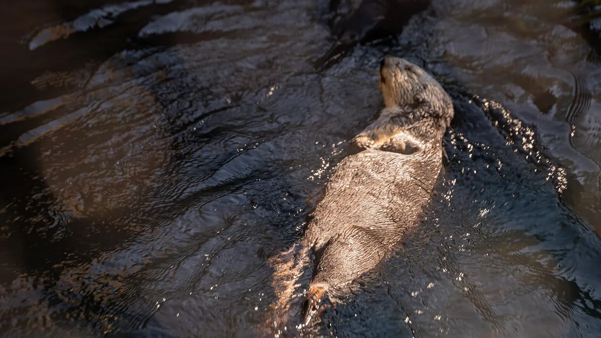 Oregon Zoo