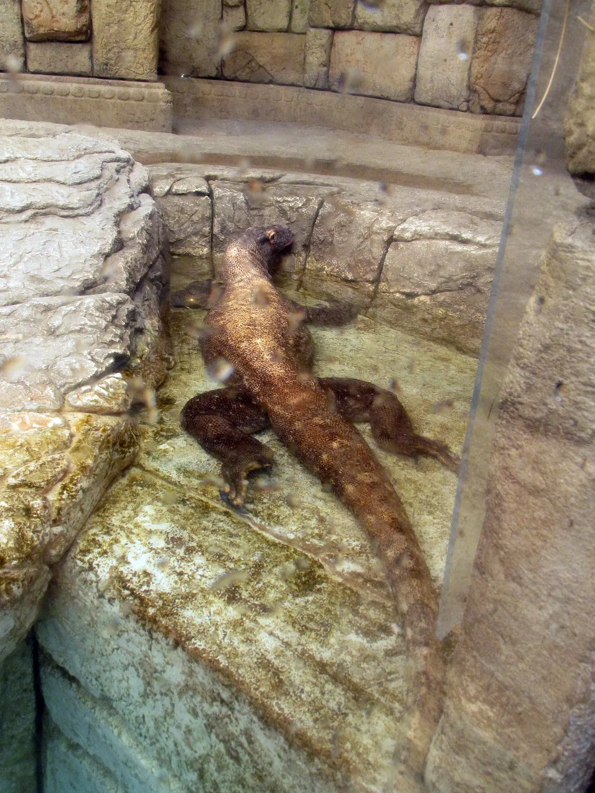 Shark Reef Aquarium at Mandalay Bay