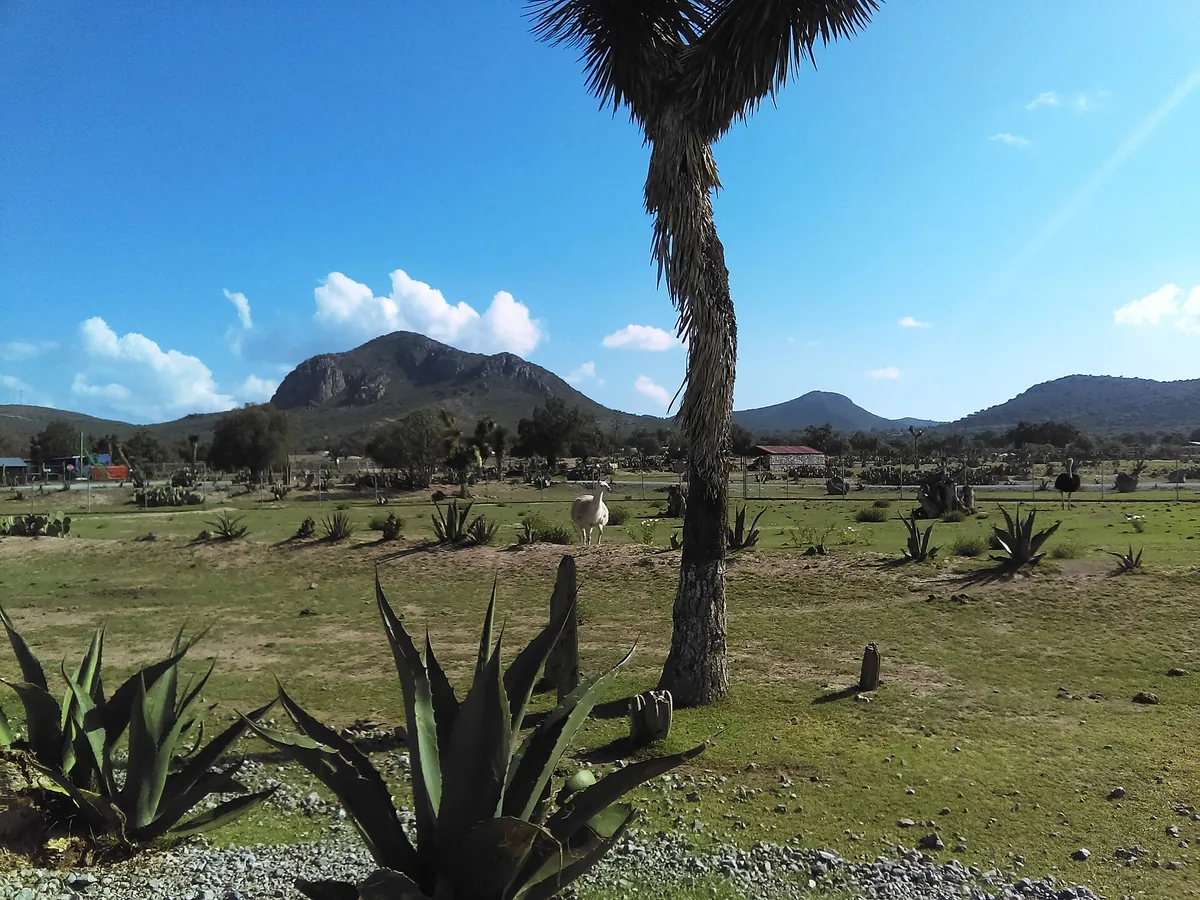 Tuzoofari