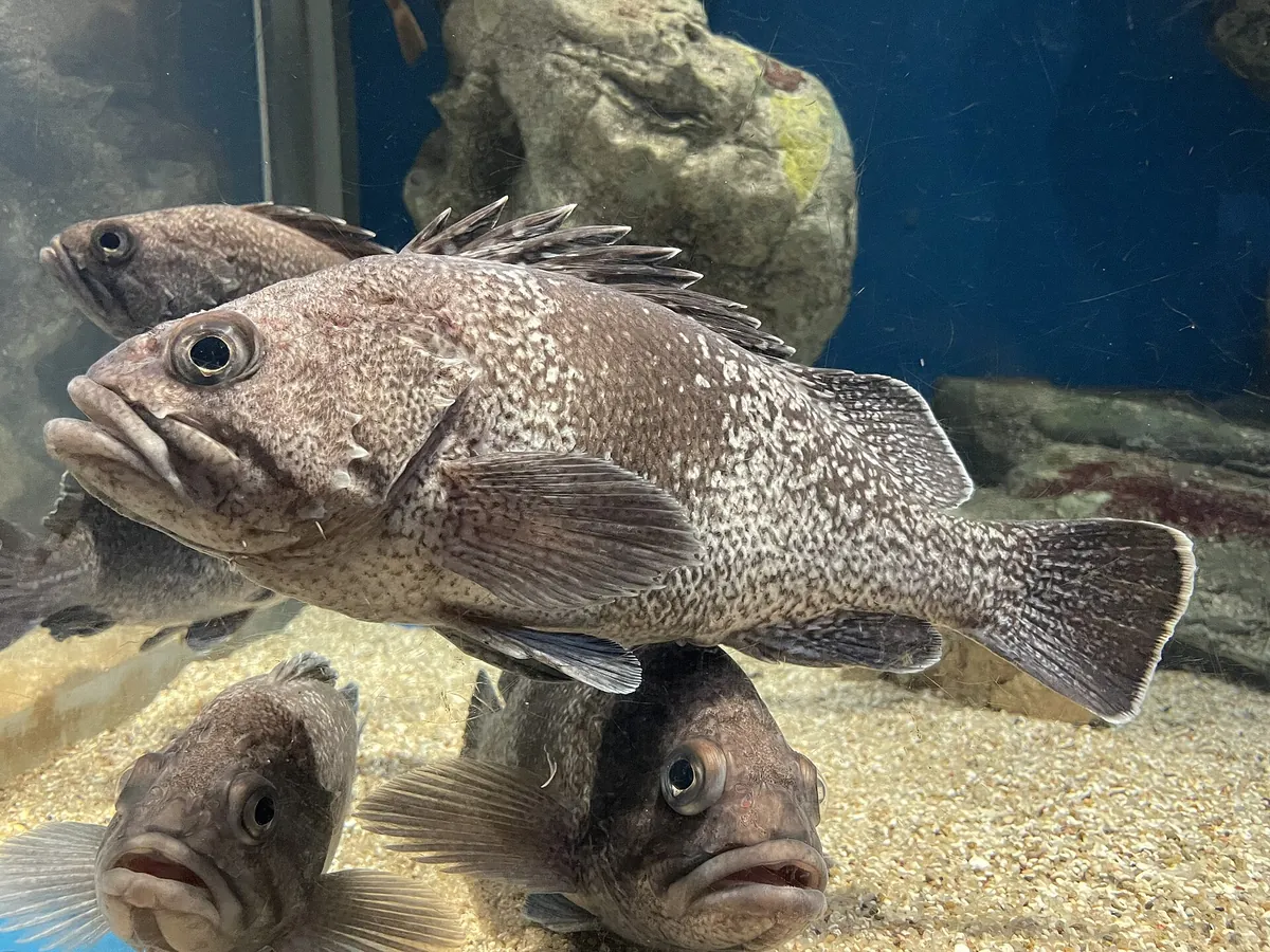 Asamushi Aquarium