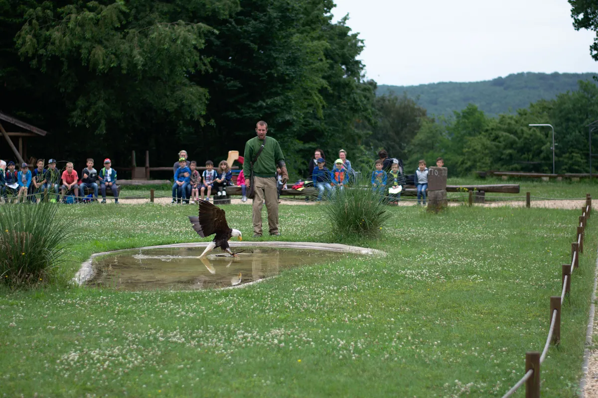 Zoofalknerei Neunkirchen