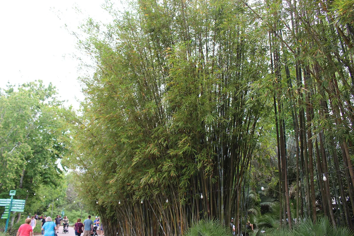 Jacksonville Zoo and Gardens