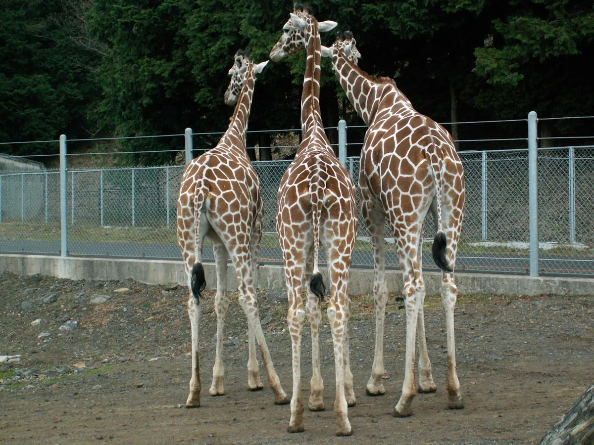 Akiyoshidai Safari Land