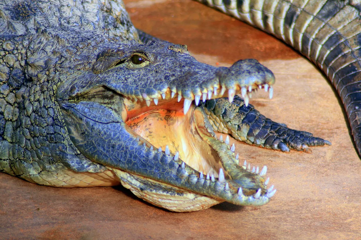 La Ferme aux crocodiles