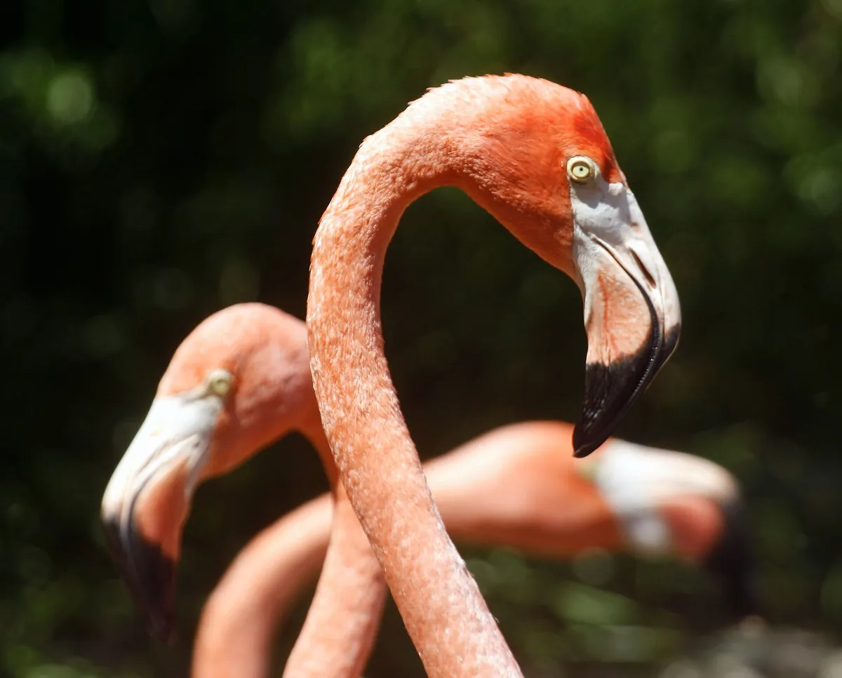 Bermuda Aquarium, Museum and Zoo