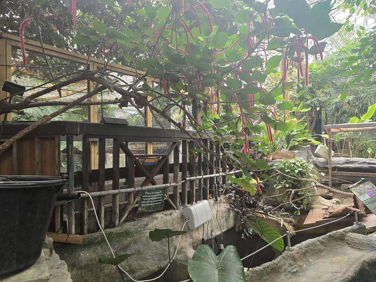 The Living Rainforest