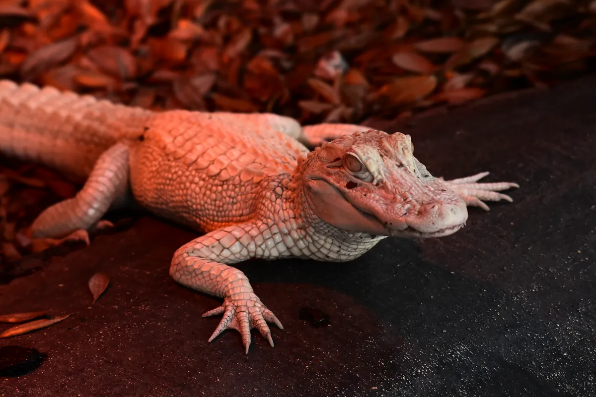 St. Augustine Alligator Farm