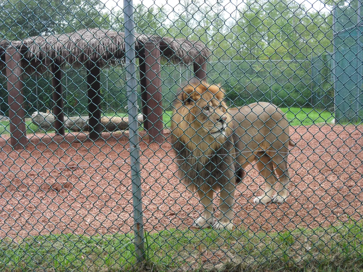 York's Wild Kingdom